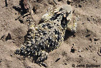 Coast Horned Lizard