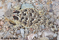 Coast Horned Lizard