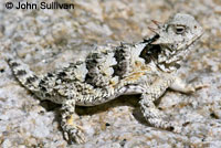 Coast Horned Lizard