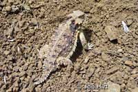 Coast Horned Lizard