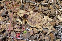 Coast Horned Lizard