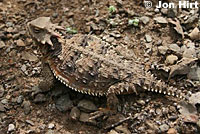 Coast Horned Lizard