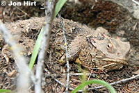 Coast Horned Lizard