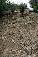 Coast Horned Lizard