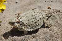 Coast Horned Lizard