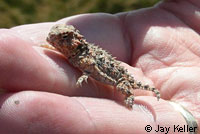 Coast Horned Lizard