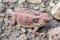 Coast Horned Lizard