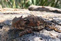 Coast Horned Lizard