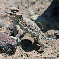 Coast Horned Lizard