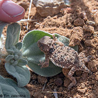 Coast Horned Lizard