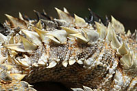 Coast Horned Lizard fringe