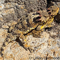 Coast Horned Lizard