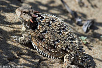 Coast Horned Lizard