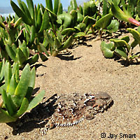 Coast Horned Lizard