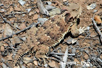 Coast Horned Lizard