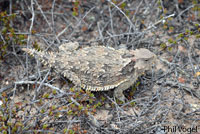 Coast Horned Lizard