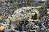 Coast Horned Lizard