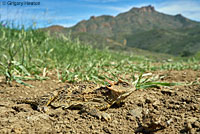 Coast Horned Lizard