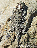 Coast Horned Lizard