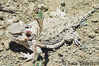 Coast Horned Lizard