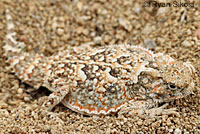 Southern Desert Horned Lizard