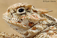 Southern Desert Horned Lizard