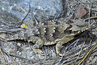 Coast Horned Lizard