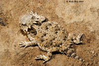 Coast Horned Lizard