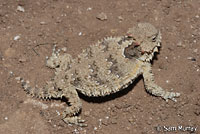 Coast Horned Lizard