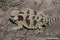 Coast Horned Lizard