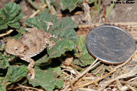 juvenile Coast Horned Lizard