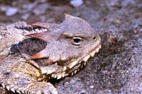 Coast Horned Lizard