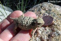 Coast Horned Lizard