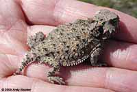 Coast Horned Lizard