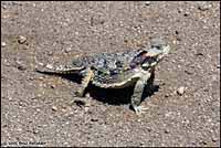 Coast Horned Lizard