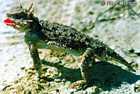 Coast Horned Lizard