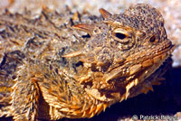 Coast Horned Lizard