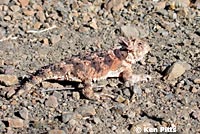 Coast Horned Lizard