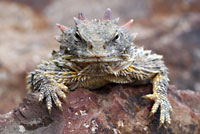 Coast Horned Lizard