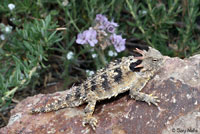 Coast Horned Lizard