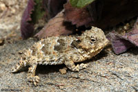 Coast Horned Lizard