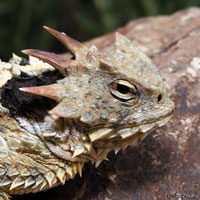 Coast Horned Lizard