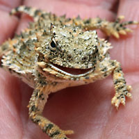 Coast Horned Lizard