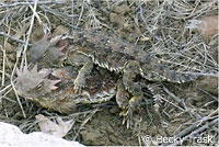 Coast Horned Lizard