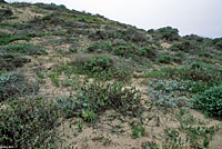 Coast Horned Lizard Habitat