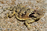 Coast Horned Lizard