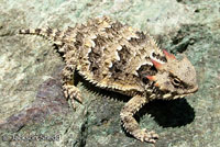 Coast Horned Lizard