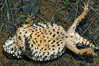 Coast Horned Lizard