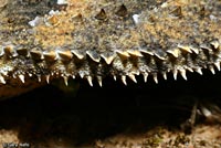 Coast Horned Lizard fringe