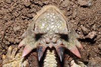 Coast Horned Lizard